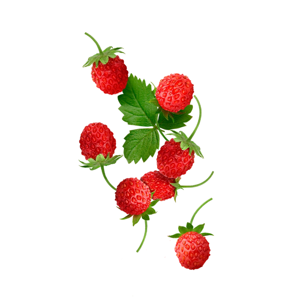 Starline Wild Strawberry